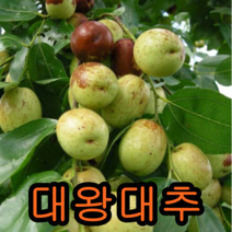 대왕대추 접1년특 1그루+앵두 1+홍로사과1 묶음 나무 묘목 과일나무 유실수