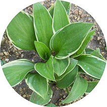 비비추 무늬비비추 호스타 야생화 플랜테리어, 무늬