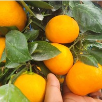 제주 감귤 귤림원 제주도 밀감 타이벡 귤 2.5kg 중대, 1, 본상품선택