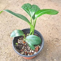 러브코리아 라피도포라 디컬시바 꽃도매시장 희귀식물, 단품