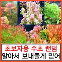 수초하우스) 초보자용 랜덤 수초 세트(알아서 보내줌), 풀세트