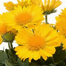 천인국 메사 고급왜성종 컬러선택(꽃씨앗 종자/ 10립)Gaillardia Mesa, 옐로