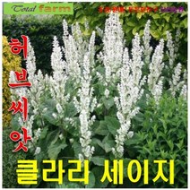 희귀씨앗 허브씨앗 클라리세이지 화이트 15립, 상세페이지 참조