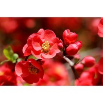 명자나무 x 10포트 산당화 생울타리 노지월동 정원수 조경수 상록수 봄 여름 꽃 나무 묘목 (DU)