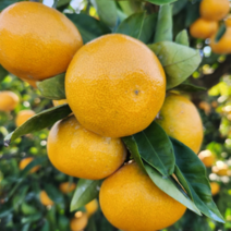 [선착순 예약판매 10월5일 순차발송] 제주감귤 극조생 노지감귤 최상급 로얄과 농장직송, 1박스, 제주 극조생노지귤 5KG SML혼합(60과내외)