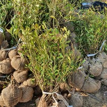 꽃치자 5주 키50cm(분) 치자나무