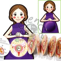 인체의신비-태아발달과정