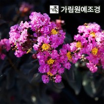 배롱나무 자엽배롱나무 백일홍 가림원예조경, 자엽배롱: 블랙다이아몬드 보라색꽃 삽목1년(2개세트)