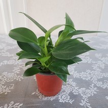 미니 콩고(S) 2020 새상품