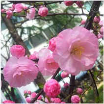 앵두나무 산앵두 이스라지 [9치화분묘] ulmt