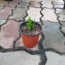 나인에잇틴 10~25cm 25 생선뼈 선인장 립살리스 쇼우 2~3촉