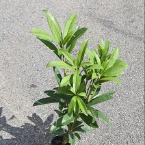 묘목/ 만병초 포트묘(포추네이품종) M222, 1개