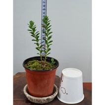 한라피뿌리/제주피뿌리 야생화, 2분열