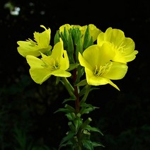 야생화 꽃씨 달맞이꽃 500g