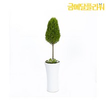 금메달플라워 율마 골드크리스트 <전국 당일 꽃배달 서비스> 관엽식물 인테리어화분 개업화분 공기정화식물” class=”wr-img”></a></div>
</div>
</div>
</div>
<div class=