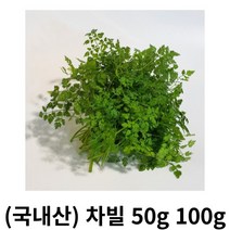 처빌 20g 40g 국내산 산지직송 아이스팩포함_차빌 chervil 허브 생잎 향신료 챠빌 프랑스요리 감초맛 파슬리 허브생잎 처빌, 1box