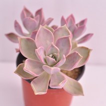 분홍용월 다육이 3두이상 물과 햇볕을 좋아하는 다육식물3-30, 단품, 1개