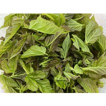 티처스 누에키우기 먹이 뽕잎 100g, 단품