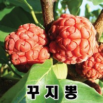 광일농원 꾸지뽕 접목1년생 특묘 2개