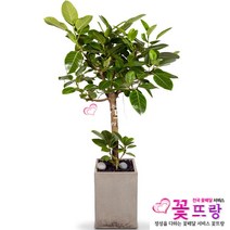 꽃뜨랑 개업화분 전국당일꽃배달 스투키 행운목 금전수 황금죽, 1개, a27 벵갈나무
