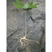 산양삼 6년근 10뿌리 익일배송 장뇌삼 산양산삼, 1박스
