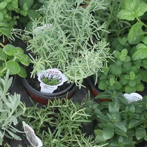 ER 허브 소형화분 모음/로즈마리/라벤다/공기정화식물, H01.레몬밤