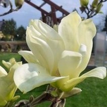 목련 문스파이어 접목 1년 묘목 정원수 공원수 관상수, 1개