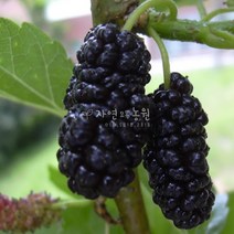 자연농원 슈퍼오디 뽕나무 묘목 최소구매2주, 슈퍼오디 (대심)특묘