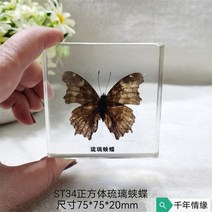 조각품 진짜 식물 곤충 견본 거북이 머리 거미 잠자리 불가사리 수지 홈 테이블, 04 4