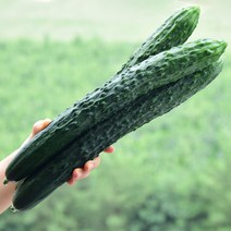 국내산 신선한 가시오이(특품) 3kg 5kg 10kg, 가시오이 10개입