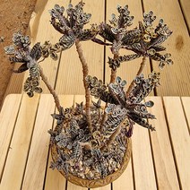 만손초 중품 키우기 쉬운 다육 식물 화분포함150랜덤발송, 단품, 1개