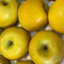 황금사과 시나노 골드 노란 사과 스위트 5kg, 가정용 시나노골드 30과내외 5kg 행사