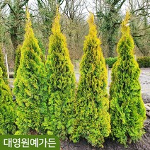 골든스마라그 키60cm내외 / 키100cm 흙분 싸이프러스 상록수 울타리 측백나무, 키60cm내외 흙분