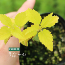 황금개나리 [4포트] (복남이네야생화 봄 야생화 모종 꽃나무 옐로우 개나리 forsythia)
