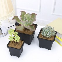 플라스틱 사각 다육이 화분( 14 X cm) 미니 꽃 소형 포트 비닐 선인장 빈, 본상품선택