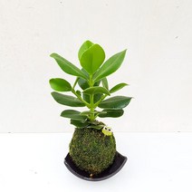 도자기랑나무랑 이끼볼 수태볼 반려식물 실내화초 가습 수경식물, 1개, 크루시아  이끼볼(도자기받침)