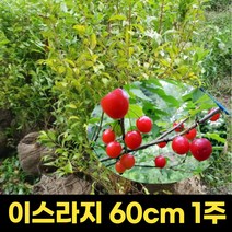 이스라지 60cm 1주 산앵두 분묘 정원수 유실수, 1개