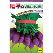 (아시아종묘/무씨앗종자) 동치미 자색무 스위트 베이비(1000립)