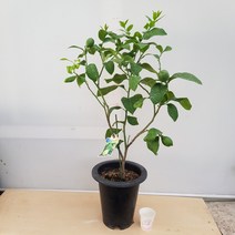 [용이네 화원] 상큼 톡톡 터지는 레몬나무 중형 280 화원 농원, 1개