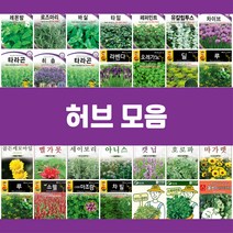 허브씨앗 모음 라벤더 바실 레몬밤 로즈마리 유칼립투스 페퍼민트 타임 카모마일, 8.바실300립
