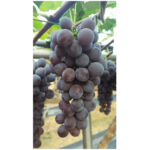 고당도 머루포도 스튜벤 설탕포도 3kg이상, 1박스, 3kg 이상
