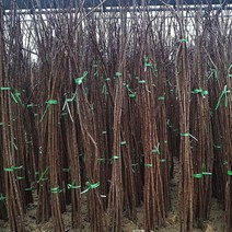 스모크트리묘목 자엽안개나무 실생 묘목, 1개