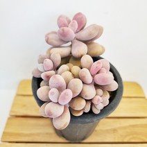 아메치스 다육이 동글이 미인 다유기 다육식물 랜덤145, 단품