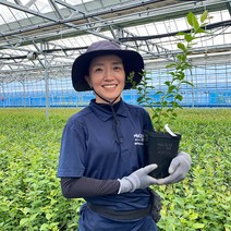 [가정 재배 추천] 깨비농장 블루베리 나무 묘목 재배 키우기, 오코록코니