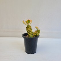 리치아이금 실내공기정화식물 반려식물 플랜테리어 온누리꽃농원