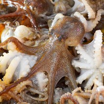 국내산 주꾸미 급냉 500g 한정, 주꾸미 급냉 500g (한정)