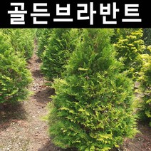 서양측백/골든브라반트 나무 삽목1년 뿌리 묘목 5개/정원/공원/조경수
