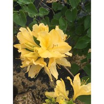황철쭉 40cm이상 화분 2주 노랑철쭉