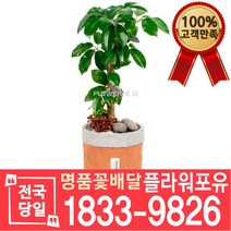 대엽홍콩 개업축하화분배달 개업식 개업선물 집들이 거실화분