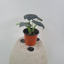 실내공기정화식물 알로카시아 멜로 소품 10-25cm 99